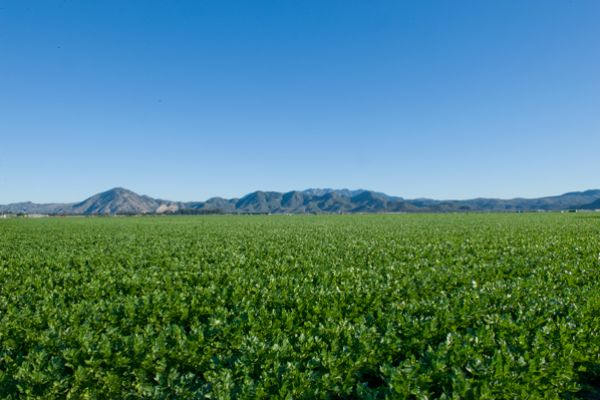 Fields Of Camarillo